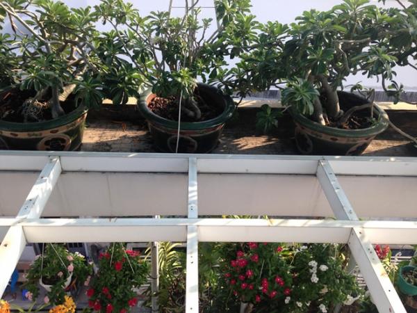 Vườn rau sân thượng ăn ’không cần rửa’ của ông chủ doanh nghiệp