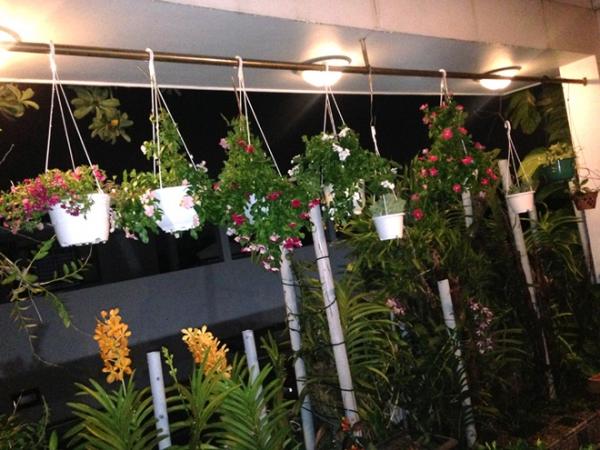 Vườn rau sân thượng ăn ’không cần rửa’ của ông chủ doanh nghiệp