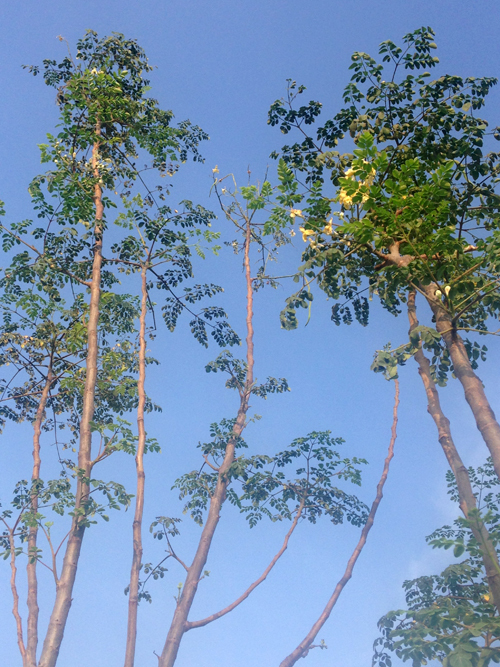 Vườn rau sân thượng ăn ’không cần rửa’ của ông chủ doanh nghiệp