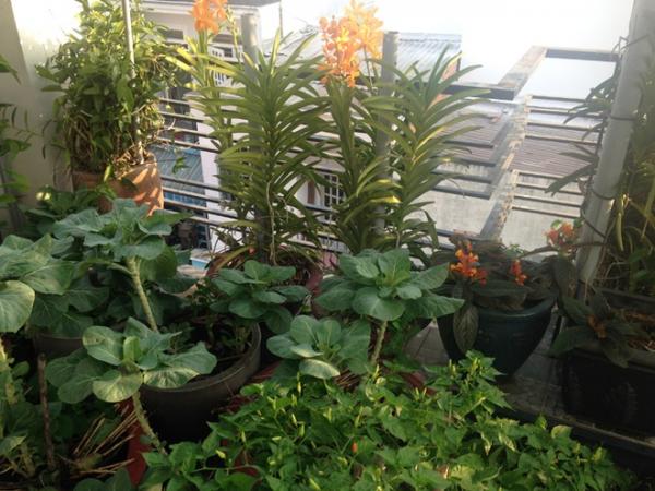 Vườn rau sân thượng ăn ’không cần rửa’ của ông chủ doanh nghiệp