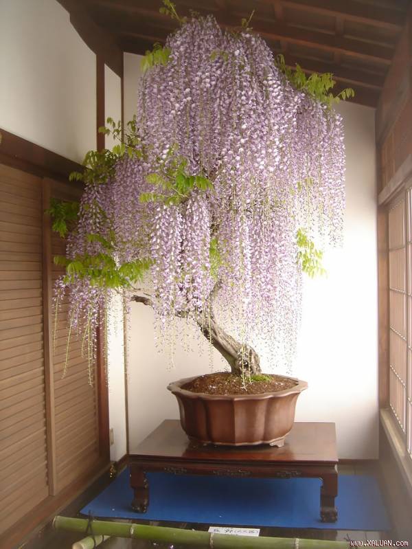 Chậu cây bonsai đậu tía được tạo dáng như một tác phẩm nghệ thuật.