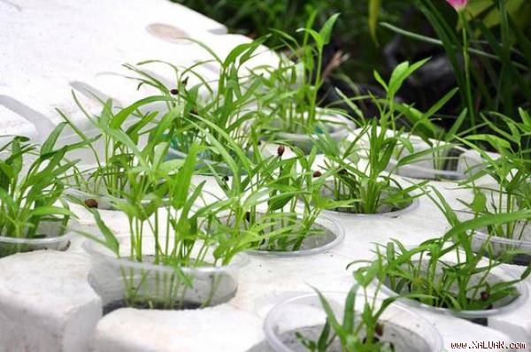 Trồng rau bằng phương pháp thủy canh khá đơn giản