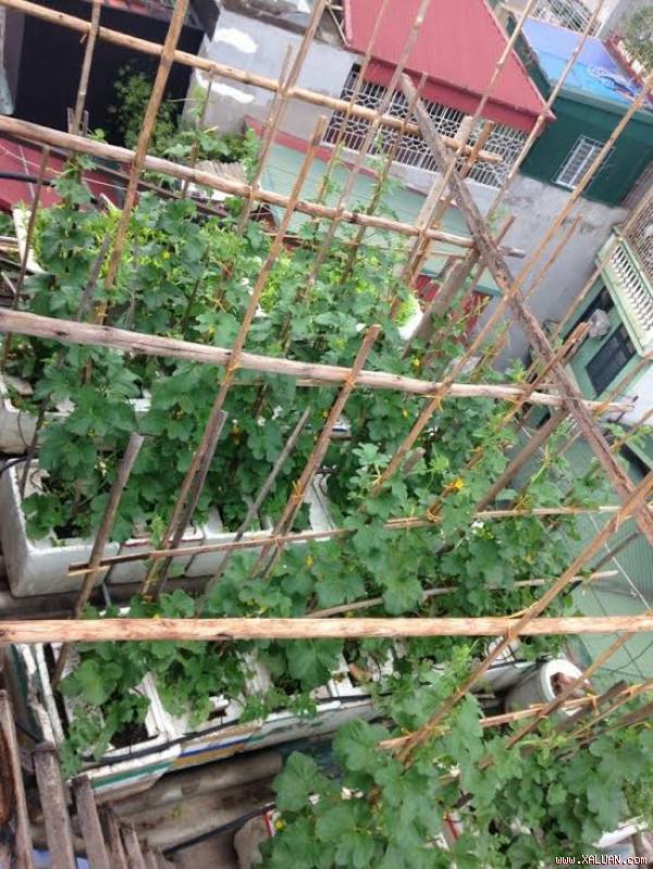 Vườn dưa 40m2 của Tùng trên sân thượng