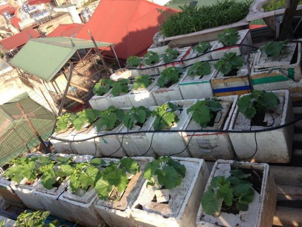 trồng dưa trên sân thượng, vườn dưa sân thượng, trồng dưa hấu, chàng trai 9X, dưa sạch, Hà Nội