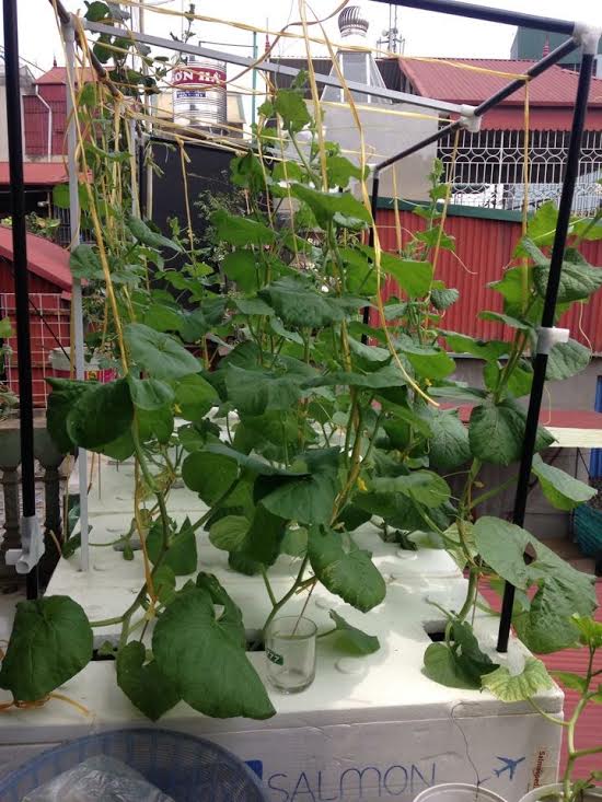 trồng dưa trên sân thượng, vườn dưa sân thượng, trồng dưa hấu, chàng trai 9X, dưa sạch, Hà Nội