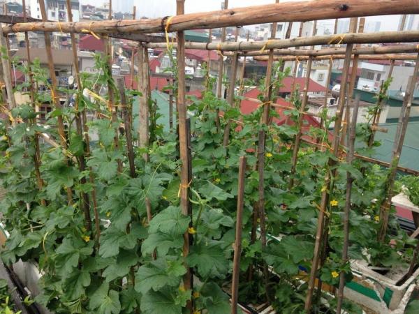 trồng dưa trên sân thượng, vườn dưa sân thượng, trồng dưa hấu, chàng trai 9X, dưa sạch, Hà Nội