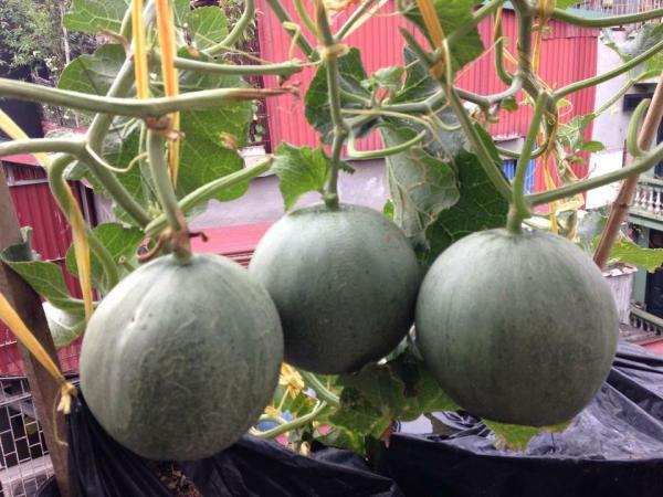 trồng dưa trên sân thượng, vườn dưa sân thượng, trồng dưa hấu, chàng trai 9X, dưa sạch, Hà Nội