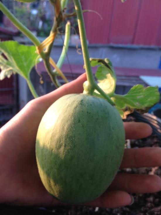 trồng dưa trên sân thượng, vườn dưa sân thượng, trồng dưa hấu, chàng trai 9X, dưa sạch, Hà Nội