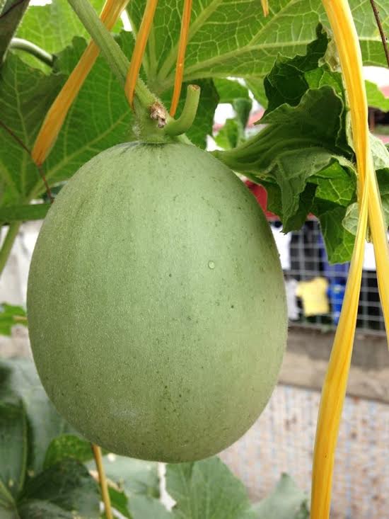 trồng dưa trên sân thượng, vườn dưa sân thượng, trồng dưa hấu, chàng trai 9X, dưa sạch, Hà Nội