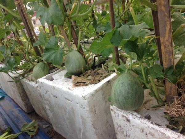 trồng dưa trên sân thượng, vườn dưa sân thượng, trồng dưa hấu, chàng trai 9X, dưa sạch, Hà Nội