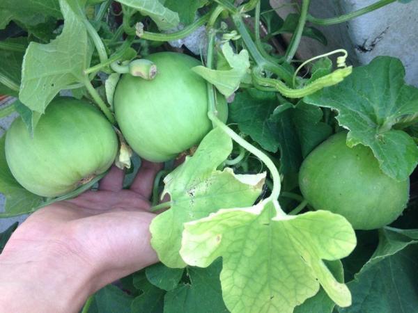 trồng dưa trên sân thượng, vườn dưa sân thượng, trồng dưa hấu, chàng trai 9X, dưa sạch, Hà Nội