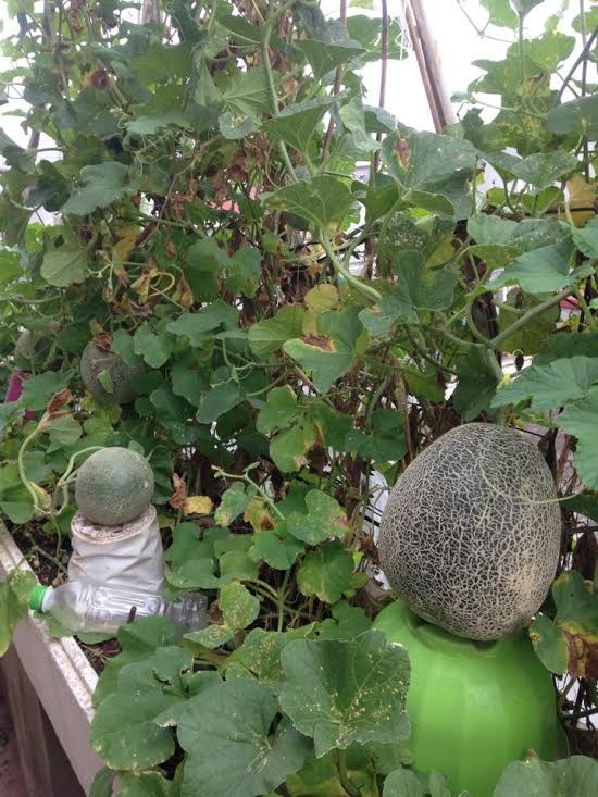 trồng dưa trên sân thượng, vườn dưa sân thượng, trồng dưa hấu, chàng trai 9X, dưa sạch, Hà Nội