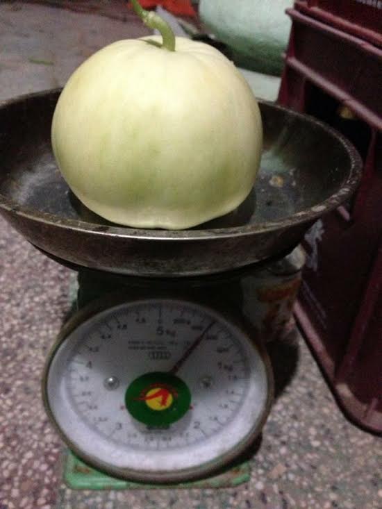 trồng dưa trên sân thượng, vườn dưa sân thượng, trồng dưa hấu, chàng trai 9X, dưa sạch, Hà Nội