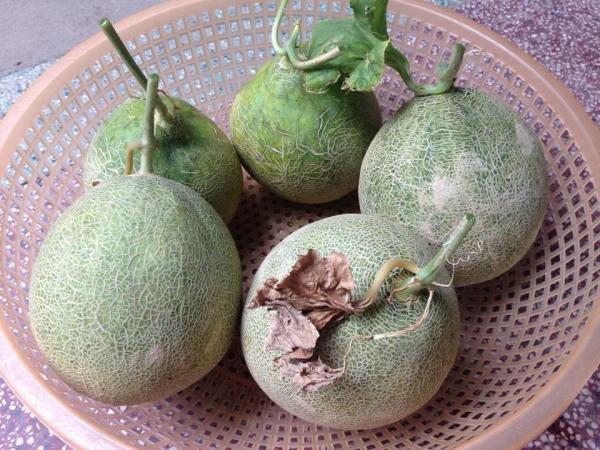 trồng dưa trên sân thượng, vườn dưa sân thượng, trồng dưa hấu, chàng trai 9X, dưa sạch, Hà Nội