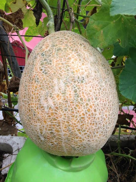 trồng dưa trên sân thượng, vườn dưa sân thượng, trồng dưa hấu, chàng trai 9X, dưa sạch, Hà Nội