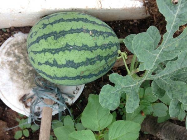 trồng dưa trên sân thượng, vườn dưa sân thượng, trồng dưa hấu, chàng trai 9X, dưa sạch, Hà Nội