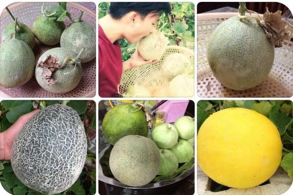 trồng dưa trên sân thượng, vườn dưa sân thượng, trồng dưa hấu, chàng trai 9X, dưa sạch, Hà Nội