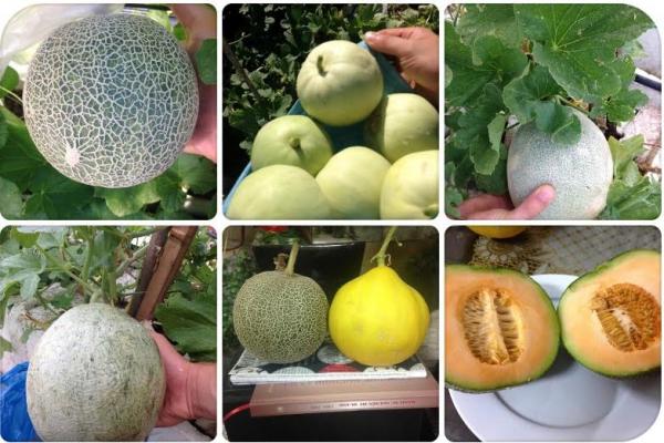 trồng dưa trên sân thượng, vườn dưa sân thượng, trồng dưa hấu, chàng trai 9X, dưa sạch, Hà Nội