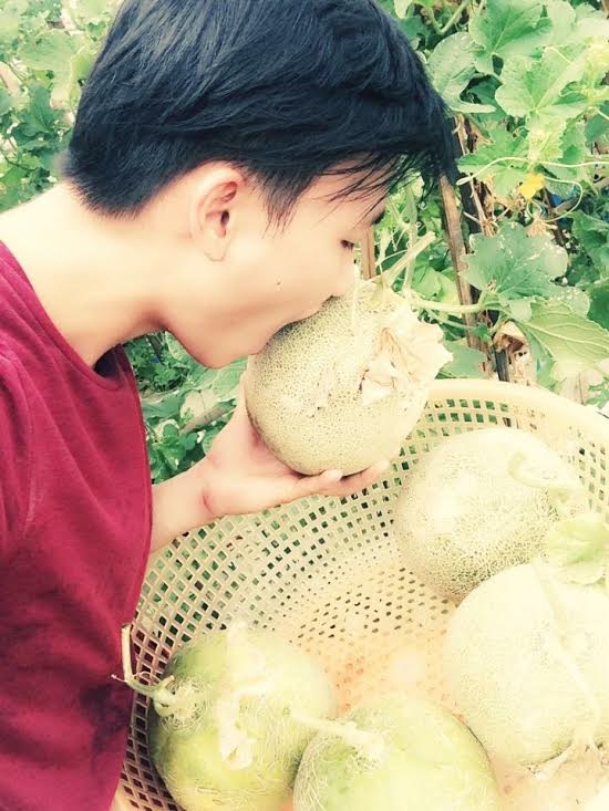 trồng dưa trên sân thượng, vườn dưa sân thượng, trồng dưa hấu, chàng trai 9X, dưa sạch, Hà Nội