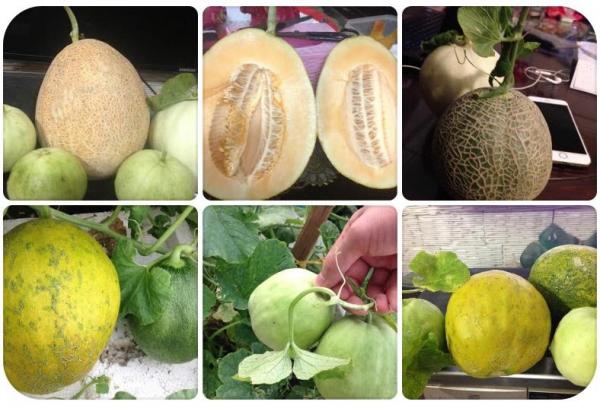 trồng dưa trên sân thượng, vườn dưa sân thượng, trồng dưa hấu, chàng trai 9X, dưa sạch, Hà Nội