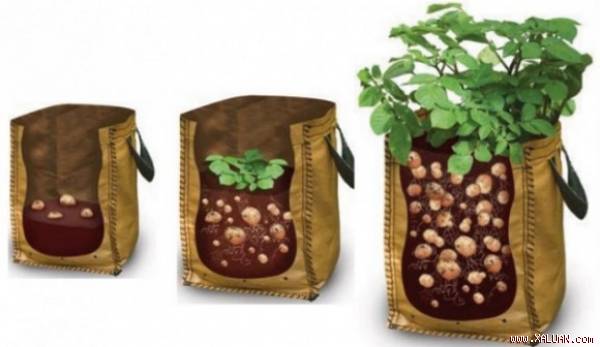 Những củ khoai tây ‘sinh ra’ từ túi ni-lông trong những ngôi nhà chật