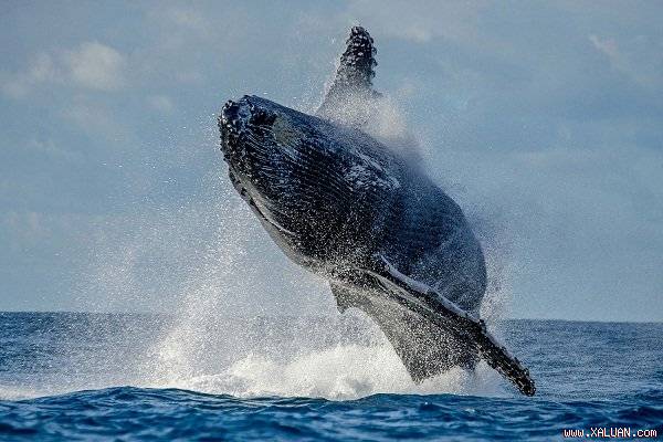 Ảnh hiếm: Cá voi lưng gù 40 tấn thách thức trọng lực, nhảy sóng giữa đại dương