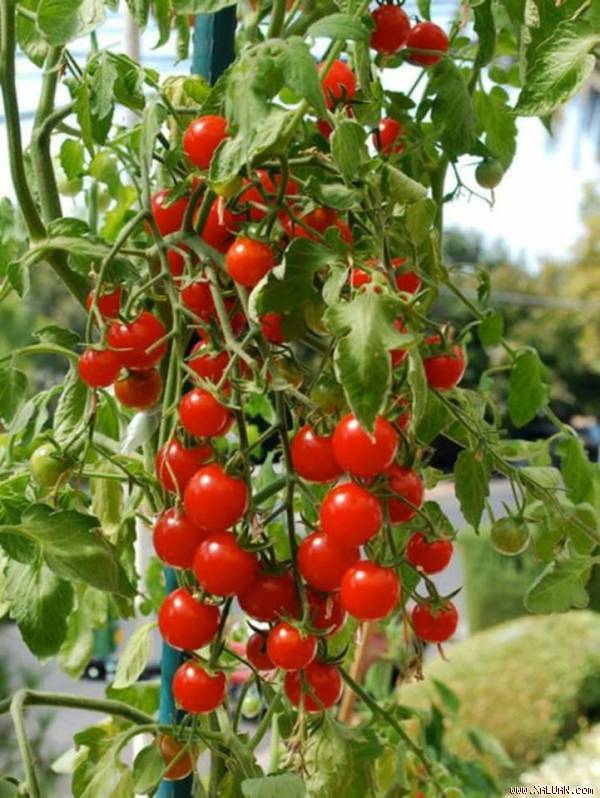  Những cây cà chua bi sai trĩu quả