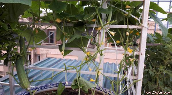  Cô Trần Hà mới làm vườn trồng rau được 1 tháng nhưng khu vườn có đủ các loại rau đặc trưng của mùa hè