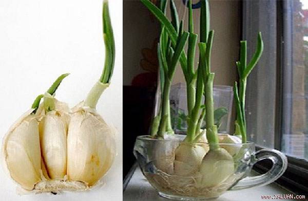 Tỏi mọc mầm ngừa ung thư.
