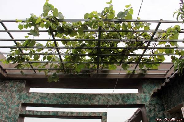 Hướng dẫn cách trồng nho chín mọng trên sân thượng đơn giản