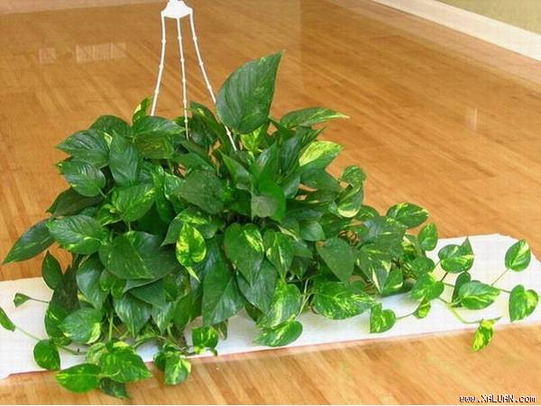 Muốn an toàn cho con, tuyệt đối không trồng 12 loại hoa, cây cảnh này trong nhà