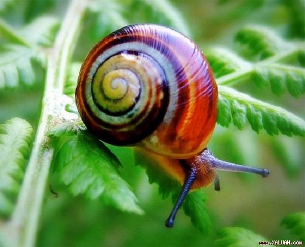 Ốc sên lên ăn lá rau vào ban đêm.