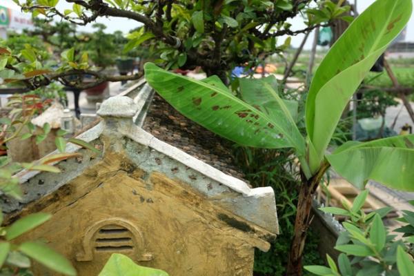 Nhà 2 mét vuông có sân vườn, ao bèo gây ngỡ ngàng