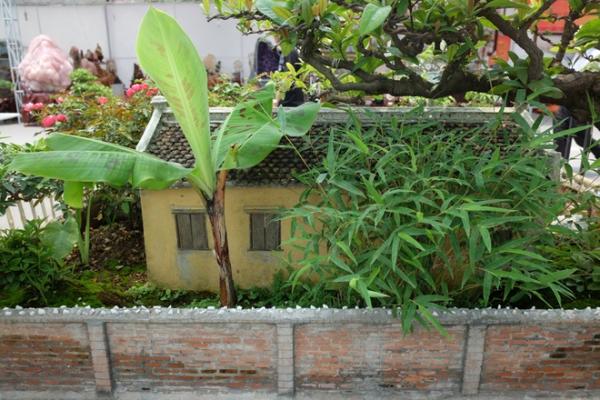 Nhà 2 mét vuông có sân vườn, ao bèo gây ngỡ ngàng