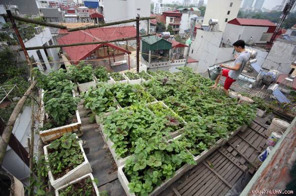 Vườn rau trên tầng thượng của gia đình ông Tiến.