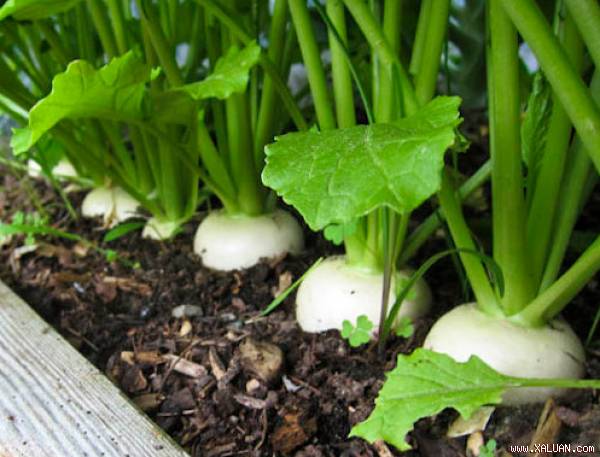 Cách trồng củ cải trắng mập mạp, nhanh thu hoạch