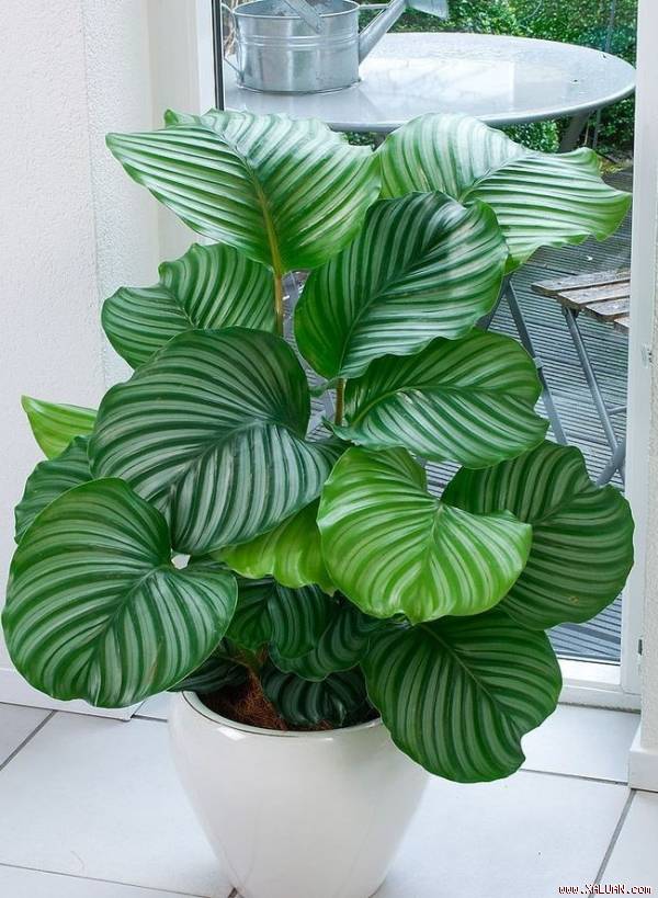  Calatheas là loài cây có xuất xứ từ những vùng nhiệt đới châu Mỹ.