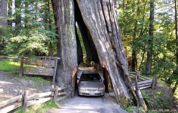 Những thân cây kỳ lạ ở California