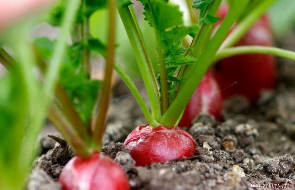 10 loại siêu thực phẩm dễ trồng ngay trong vườn nhà