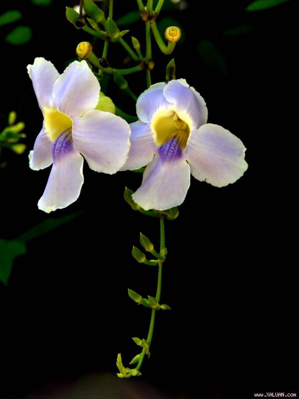 Mùa xuân nên trồng hoa gì?