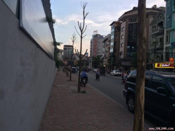 Hàng loạt cây xanh mới trồng đã chết vì không có ai chăm sóc