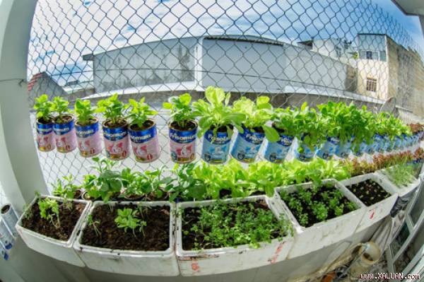 Anh Biển trồng rau sạch trên lan can tầng 3, rộng chừng 3,6m vuông