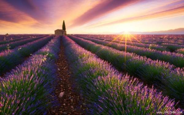 Ai cần Paris khi đã có Provence đầy oải hương tím rực