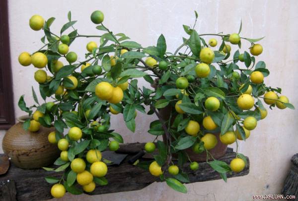 Những loại cây trồng trong chậu cho quả sai lúc lỉu
