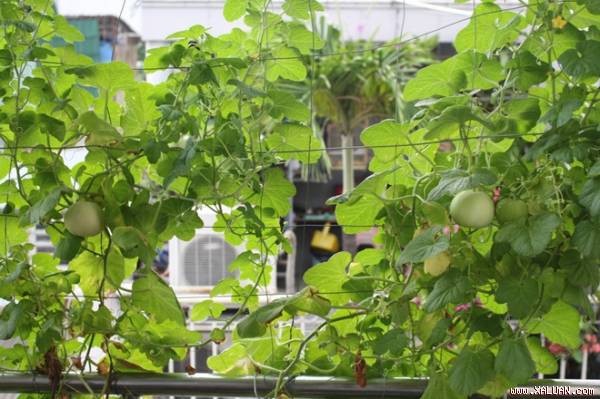 Biên tập viên radio vác đất lên tầng 5 để trồng dưa lê