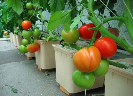 Cách trồng cà chua trong thùng xopps không khó như các bạn nghĩ.