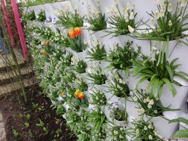 Những thiết kế vườn tường sáng tạo mà tuyệt đẹp cho ngôi nhà của bạn