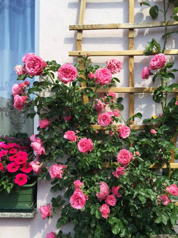 Chị sưu tầm rất nhiều giống hồng sai hoa trồng khắp khu vườn