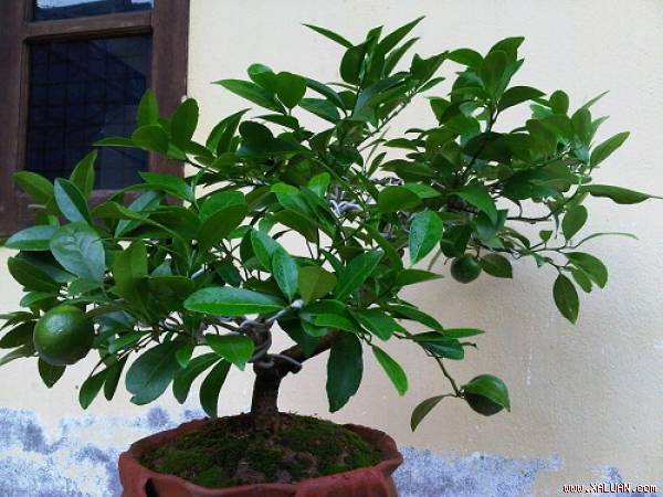 Chanh có thể trồng trên nhiều loại đất khác nhau, nhưng tốt nhất là đất thịt tơi xốp và nhiều mùn.