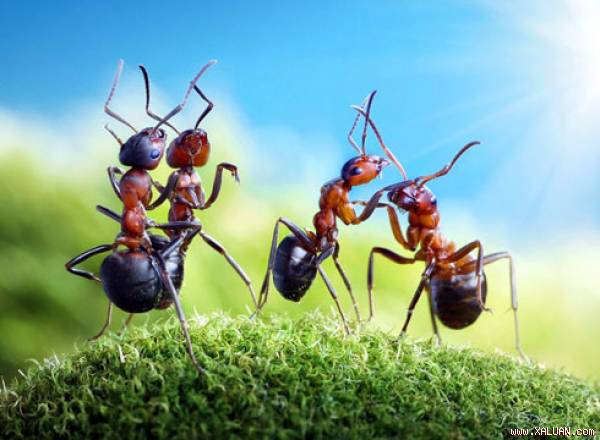 Kiến, gián, muỗi... sẽ lần lượt ‘bỏ nhà ra đi’ nhờ các mẹo này